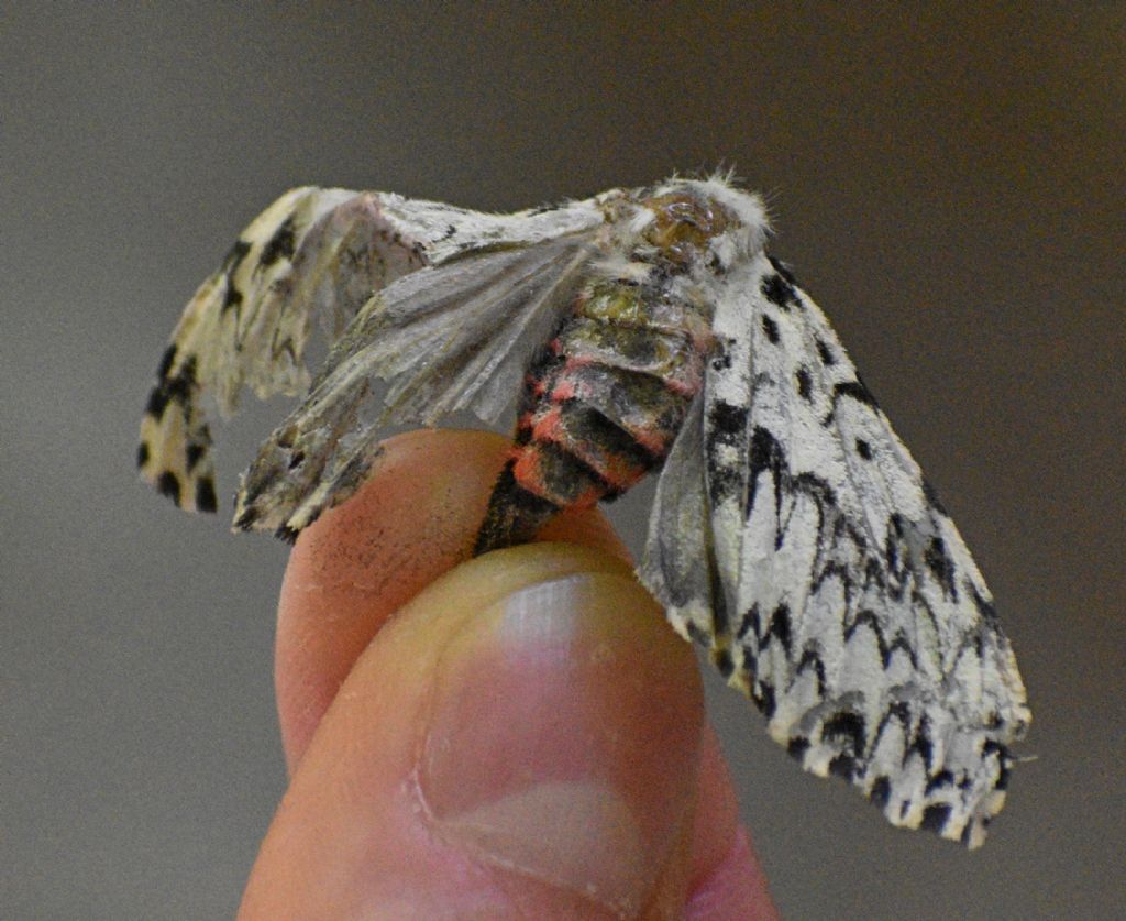 Falena da identificare 3: Lymantria monacha - Erebidae